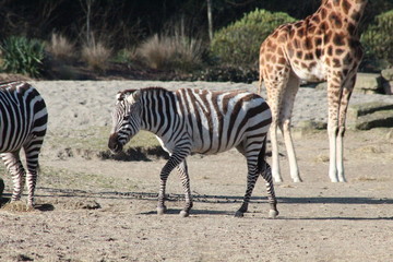 Obraz premium Giraffe and Zebras