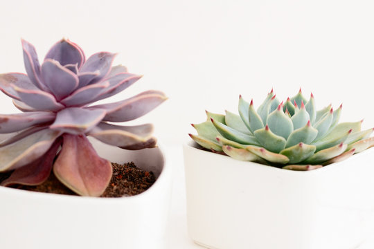 Close up of violet (purple) succulent plant "Echeveria Perle Von Nurnberg and Parva" (Crassulaceae family) from America on wooden table. Top view soft macro cactus with pure blurry background.