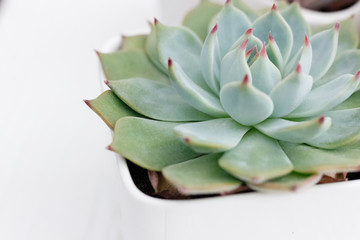 close up of succulent plant with red leaves "Echeveria Parva)" (Crassulaceae family) from America, evergreen or deciduous plant. Pure wite background.