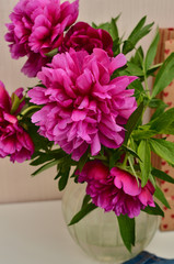 Still life concept. Bouquet of pink peonies peony roses flowers in a vase on white table with blue denim jacket, background. Garden spring flowers, Card Concept, mom's day, birthday, celebration
