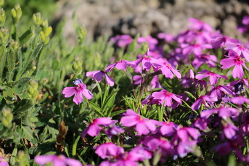 Pink stone garden flowers.