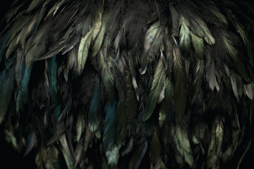 black feathers shining in turquoise and green on black can be used as background