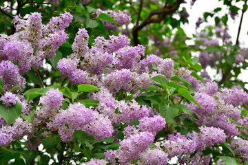Lilac flowers in the garden 