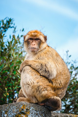 Portrait of a wild female macaque.  Macaques are one of the most famous attractions of the British overseas territory