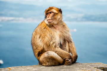 Portrait of a wild female macaque.  Macaques are one of the most famous attractions of the British...