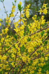 Forsythia blooming, ornamental shrub in the early spring.