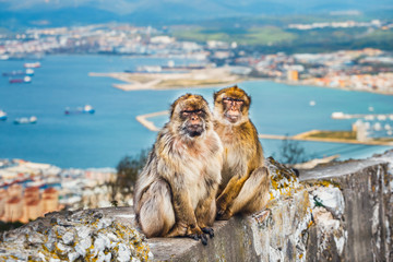 closeup of a pair of macaques, male and female in a reserve on the Gibraltar peninsula