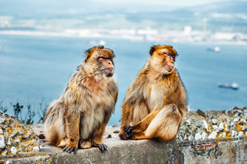 closeup of a pair of macaques, male and female in a reserve on the Gibraltar peninsula