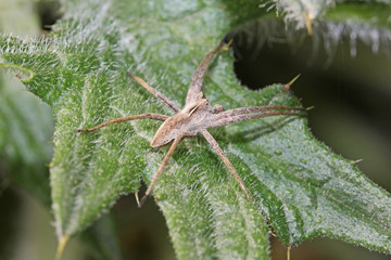 ragno cacciatore (Pisaura mirabilis)