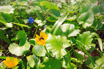 Wild yellow marsh marigold flower with green leaves on a spring morning. Shallow depth of field.