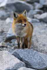 Naklejka na ściany i meble The fox in the High Tatras mountain region standing on a stone.