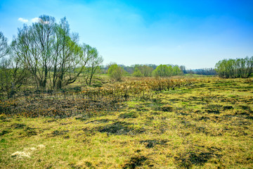 Fototapeta na wymiar Willow trees on a meadow at noon and a blue sky with white clouds. In the spring meadow with burned grass.