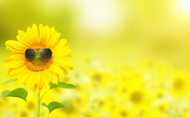 Fototapeta premium Sonnenblume mit Sonnenbrille