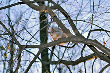 Red squirrel Sciurus vulgaris sits on a branch