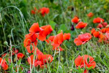 Fototapeta na wymiar Poppy flowers in the clearing. Blooming red wild poppy. Red poppy flowers.