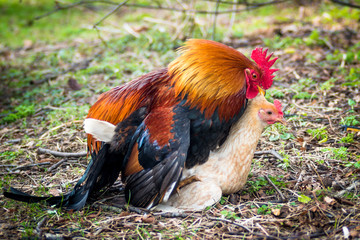 Rooster and Hen Copulating