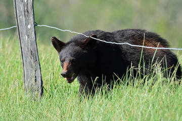 Fototapeta premium Going under fence
