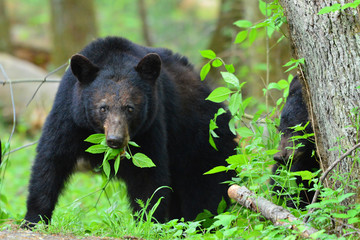 Black Bear lunch time