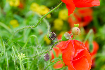 Poppy flowers in the clearing. Blooming red wild poppy. Red poppy flowers.