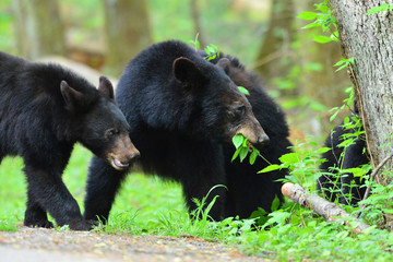 Fototapeta na wymiar Black Bear in Tennessee