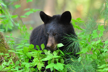 Black Bear Cub © Paul