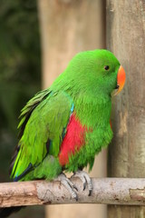 Portrait of a Bird / Electus Parrot 