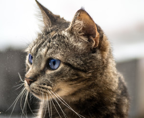 Tabby Cat's Eyes, Looking, Close Up