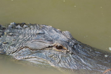 Close Up of an Alligator Face 