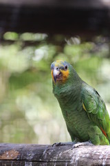 Blue Fronted Parrot / Exotic Bird 
