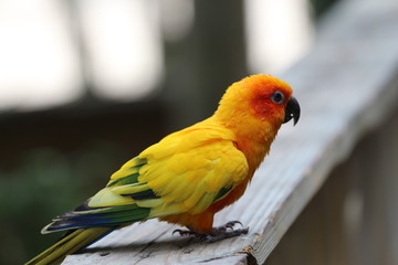 Portrait of a Sun Conure Bird 