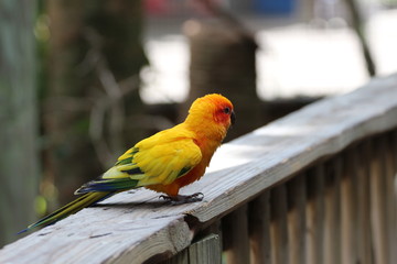 Portrait of a Sun Conure Bird 