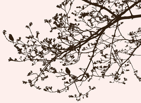 Silhouette of branches of a blossoming tree in spring