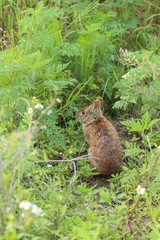 Wild Brown Bunny Rabbit 
