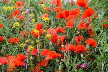 Obraz premium Poppy flowers in the clearing. Blooming red wild poppy. Red poppy flowers.