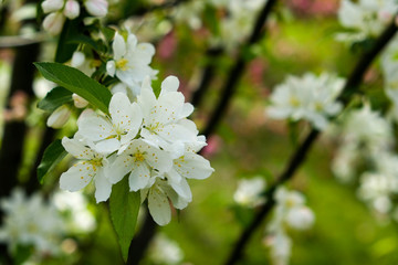 Spring cherry flowers in the botanical garden