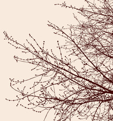 Tree branches with buds in the springtime