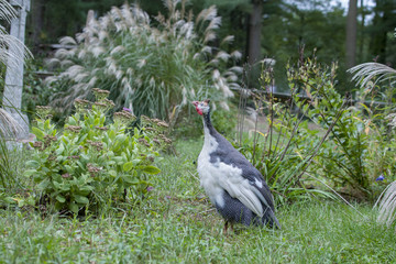 Guinea Hen