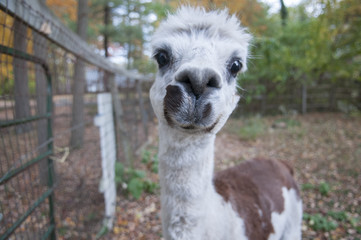 Obraz premium Alpaca Closeup