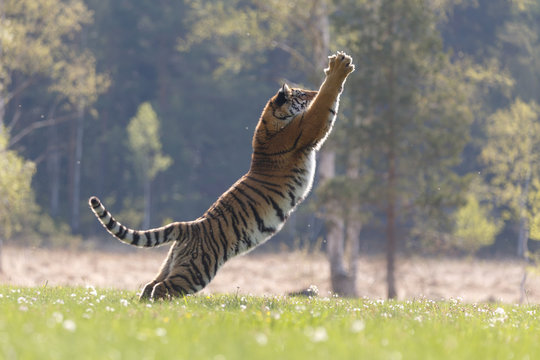 Sibirischer Tiger