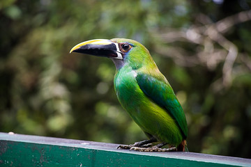 tucan pequeño
