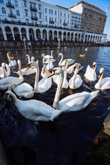 Naklejka premium Group of mute swans in Alster lake near the Town Hall. Hamburg, Germany