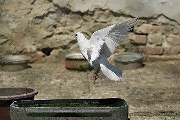 Elegant white domestic dove, pigeon, with pink beak sittina on the edge of basin with water on a...
