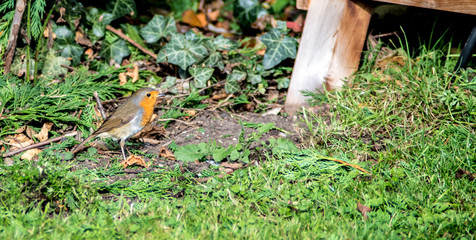 Robin Hopping Across Garden