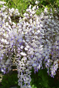 Kwitnąca wisteria