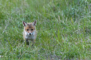 Ein Fuchswelpe läuft durchs Gras