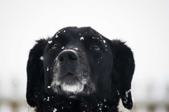 Dog (Labrador Springer Cross) Looking at Snowflakes