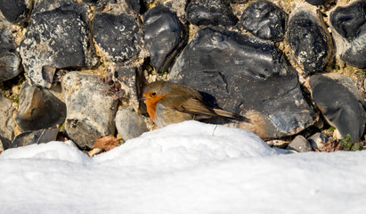Robin Sheltering from Snow Against Flint Wall