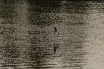 gull on the river