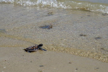 Turtles that have been hatched and raised by the Turtles Conservation Center have been released to the sea to increase their numbers in nature.There are more and not extinct.
