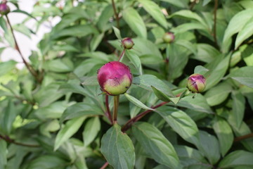 Pąki piwoni lekarskiej peony buds © Anna